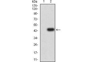 Western blot analysis using ADAP1 mAb against HEK293 (1) and ADAP1 (AA: 240-370)-hIgGFc transfected HEK293 (2) cell lysate.