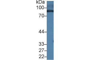 Western blot analysis of Mouse Serum, using Mouse RALBP1 Antibody (1 µg/ml) and HRP-conjugated Goat Anti-Rabbit antibody ( (RALBP1 抗体  (AA 192-380))