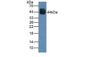Detection of PAX6 in Rat Stomach Tissue using Polyclonal Antibody to Paired Box Gene 6 (PAX6) (PAX6 抗体  (AA 1-130))