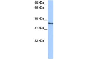 Western Blotting (WB) image for anti-Chondroadherin (CHAD) antibody (ABIN2463482)
