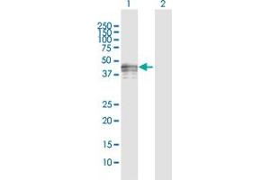 Western Blot analysis of PVRL3 expression in transfected 293T cell line by PVRL3 MaxPab polyclonal antibody. (nectin-3 抗体  (AA 1-366))
