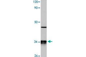 Western blot analysis of HeLa cell lysate with CYB5R3 polyclonal antibody  at 1:500 dilution. (CYB5R3 抗体)
