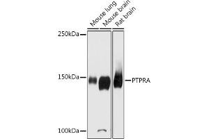 Western blot analysis of extracts of various cell lines, using PTPRA antibody (ABIN6131113, ABIN6146452, ABIN6146453 and ABIN6215926) at 1:2000 dilution. (PTPRA 抗体  (AA 529-793))