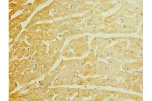 Immunohistochemistry of paraffin-embedded human heart tissue using ABIN7169925 at dilution of 1:100 (SCN7A 抗体  (AA 265-368))