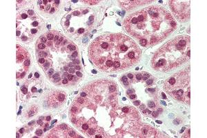 Anti-BNIP3L antibody IHC of human kidney. (BNIP3L/NIX 抗体  (AA 77-92))