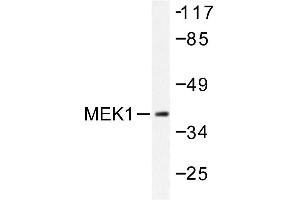 Image no. 1 for anti-Mitogen-Activated Protein Kinase Kinase 1 (MAP2K1) antibody (ABIN272034) (MEK1 抗体)