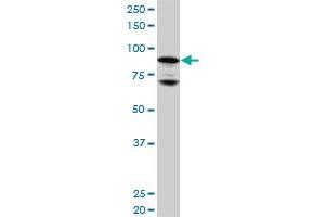 Western Blotting (WB) image for anti-Nuclear Receptor Subfamily 3, Group C, Member 1 (Glucocorticoid Receptor) (NR3C1) (AA 51-140) antibody (ABIN561138)