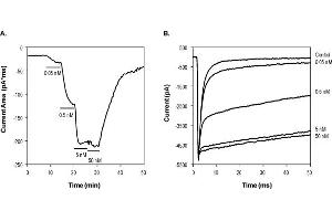 ATX-II peptide