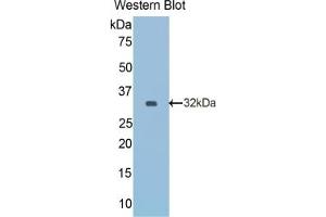 Detection of Recombinant Reelin, Rat using Monoclonal Antibody to Reelin (RELN) (Reelin 抗体  (AA 2400-2610))