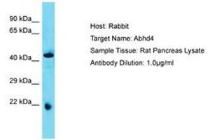 Image no. 1 for anti-Abhydrolase Domain Containing 4 (ABHD4) (AA 80-129) antibody (ABIN6750388) (ABHD4 抗体  (AA 80-129))