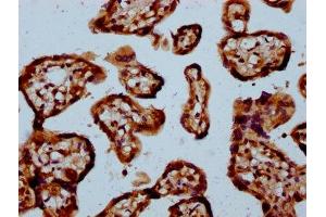 IHC image of ABIN7160882 diluted at 1:100 and staining in paraffin-embedded human placenta tissue performed on a Leica BondTM system. (NDUFAF3 抗体  (AA 91-184))