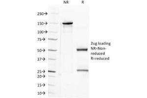 SDS-PAGE Analysis of Purified, BSA-Free Semaphorin-4D Antibody (clone A8).