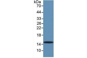 Western Blotting (WB) image for Transforming Growth Factor, beta 1 (TGFB1) ELISA Kit (ABIN6730882)