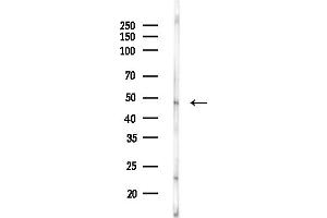 Western blot analysis of lysates from Rat liver, using OLR1 Antibody at 1/1000 dilution.