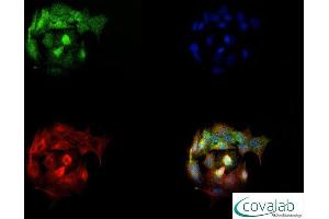 Image no. 2 for anti-Solute Carrier Family 40 (Iron-Regulated Transporter), Member 1 (SLC40A1) (AA 250-300) antibody (ABIN1734333)