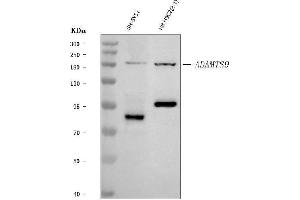 Western blot analysis of ADAMTS9 using anti-ADAMTS9 antibody (ABIN7601105).