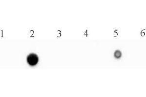 5-Methylcytosine (5-mC) antibody (mAb) tested by dot blot analysis. (5-Methylcytosine 抗体)