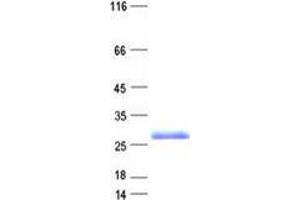 Validation with Western Blot (APITD1-CORT Protein (His tag))