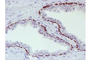 Image no. 1 for anti-WW Domain Containing Transcription Regulator 1 (WWTR1) antibody (ABIN1501763) (WWTR1 抗体)