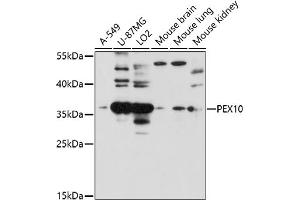 Western blot analysis of extracts of various cell lines, using PEX10 antibody (ABIN7269242) at 1:1000 dilution. (PEX10 抗体  (AA 10-160))