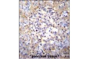 TSNARE1 Antibody (C-term) (ABIN655257 and ABIN2844854) immunohistochemistry analysis in formalin fixed and paraffin embedded human pancreas tissue followed by peroxidase conjugation of the secondary antibody and DAB staining. (TSNARE1 抗体  (C-Term))