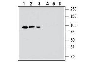 Western blot analysis human HepG2 hepatocellular carcinoma cell line lysate (lanes 1 and 4), mouse BV-2 microglia cell line lysate (lanes 2 and 5) and human MEG-01 megakaryoblastic leukemia cell line lysate (lanes 3 and 6): - 1-3. (MERTK 抗体  (Extracellular, N-Term))