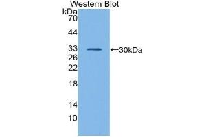 Western Blotting (WB) image for anti-GATA Binding Protein 1 (Globin Transcription Factor 1) (GATA1) (AA 20-265) antibody (ABIN7442645)