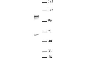 NFAT1 antibody  (N-Term)