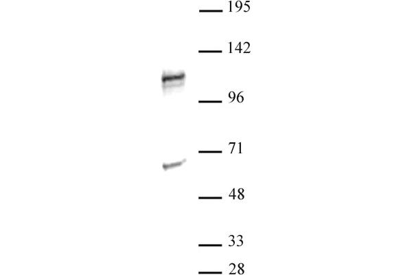 NFAT1 antibody  (N-Term)