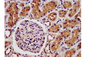 IHC image of ABIN7158567 diluted at 1:500 and staining in paraffin-embedded human kidney tissue performed on a Leica BondTM system. (LRP2 抗体  (AA 1211-1369))