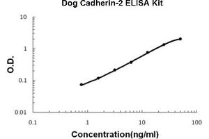 Dog Cadherin-2/N-Cadherin PicoKine ELISA Kit standard curve (N-Cadherin ELISA 试剂盒)