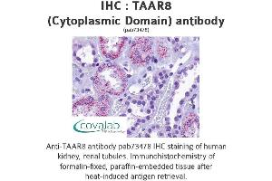 Image no. 1 for anti-Trace Amine Associated Receptor 8 (TAAR8) (3rd Cytoplasmic Domain) antibody (ABIN1739865)