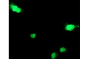 Immunofluorescence (IF) image for anti-Deoxycytidine Kinase (DCK) antibody (ABIN1497774) (DCK 抗体)
