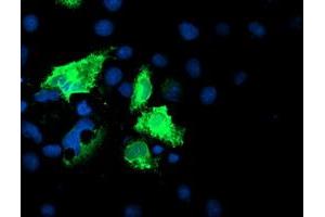 Anti-IDS mouse monoclonal antibody (ABIN2455529) immunofluorescent staining of COS7 cells transiently transfected by pCMV6-ENTRY IDS (RC219187). (IDS 抗体)