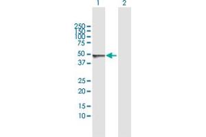 Western Blotting (WB) image for anti-Selenocysteine Lyase (SCLY) (AA 1-445) antibody (ABIN949337)