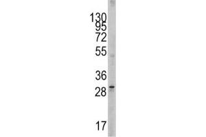 Western Blotting (WB) image for anti-KIT Ligand (KITLG) (AA 244-273) antibody (ABIN3031561)