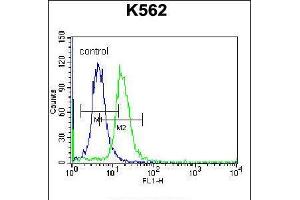Flow cytometric analysis of K562 cells (right histogram) compared to a negative control cell (left histogram). (CCL17 抗体  (C-Term))