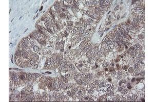 Image no. 2 for anti-Trafficking Protein Particle Complex 4 (TRAPPC4) antibody (ABIN1501263) (TRAPPC4 抗体)