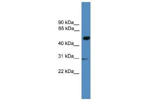 WB Suggested Anti-GAL3ST3 Antibody Titration:  0. (GAL3ST3 抗体  (Middle Region))