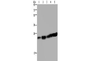 Western Blotting (WB) image for anti-MOB1, Mps One Binder Kinase Activator-Like 1B (MOBKL1B) antibody (ABIN2433399) (MOB1A 抗体)