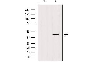 Western blot analysis of extracts from 3T3, using ACAA1 antibody. (ACAA1 抗体  (N-Term))