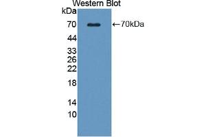 Western blot analysis of the recombinant protein. (WNT16 抗体  (AA 30-365))