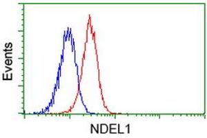 Image no. 3 for anti-NudE Nuclear Distribution E Homolog (A. Nidulans)-Like 1 (NDEL1) antibody (ABIN1499855) (NDEL1 抗体)