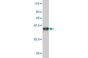 Western Blotting (WB) image for anti-Zinc Finger, MYND-Type Containing 8 (ZMYND8) (AA 601-698) antibody (ABIN565131)