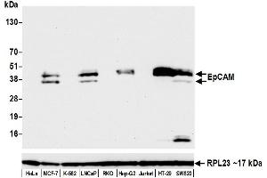 Western Blotting (WB) image for anti-Epithelial Cell Adhesion Molecule (EPCAM) (AA 264-314) antibody (ABIN7455204) (Recombinant EpCAM 抗体  (AA 264-314))