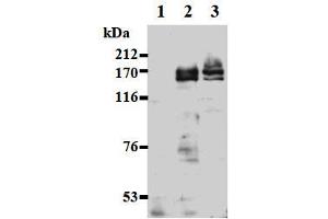Western Blotting (WB) image for anti-Ankyrin Repeat-Containing Protein (EHMT2) (AA 621-1000), (C-Term) antibody (ABIN1449182) (EHMT2 抗体  (C-Term))