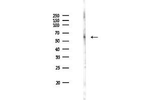 Western blot analysis of lysates from RAW264.