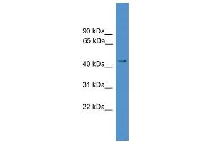 WB Suggested Anti-TGFB3 Antibody Titration: 0. (TGFB3 抗体  (Middle Region))