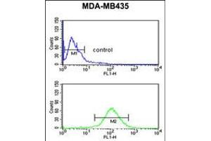 Flow cytometric analysis of MDA-MB435 cells (bottom histogram) compared to a negative control cell (top histogram). (NARFL 抗体  (AA 240-269))