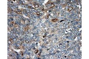Immunohistochemistry (IHC) image for anti-Nucleotide Exchange Factor SIL1 (SIL1) antibody (ABIN1496810) (SIL1 抗体)